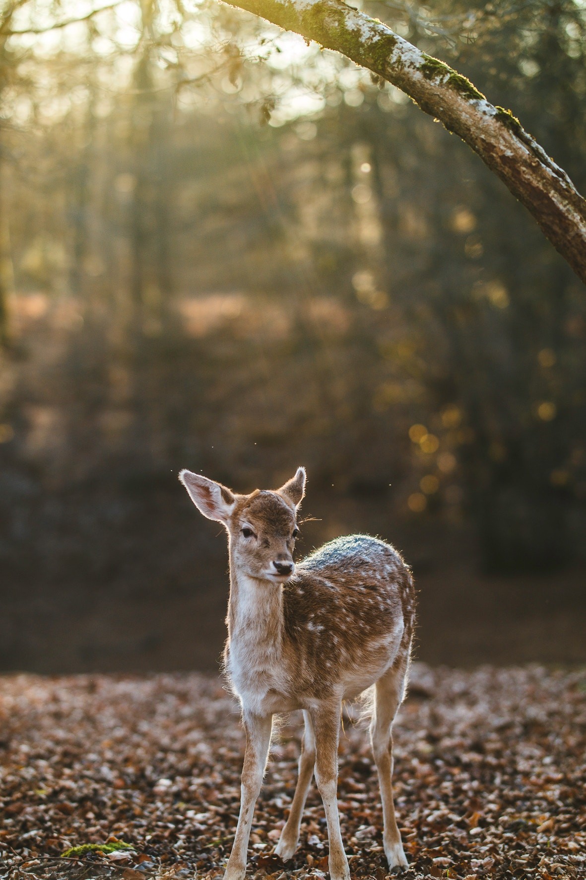 Reh steht im Wald