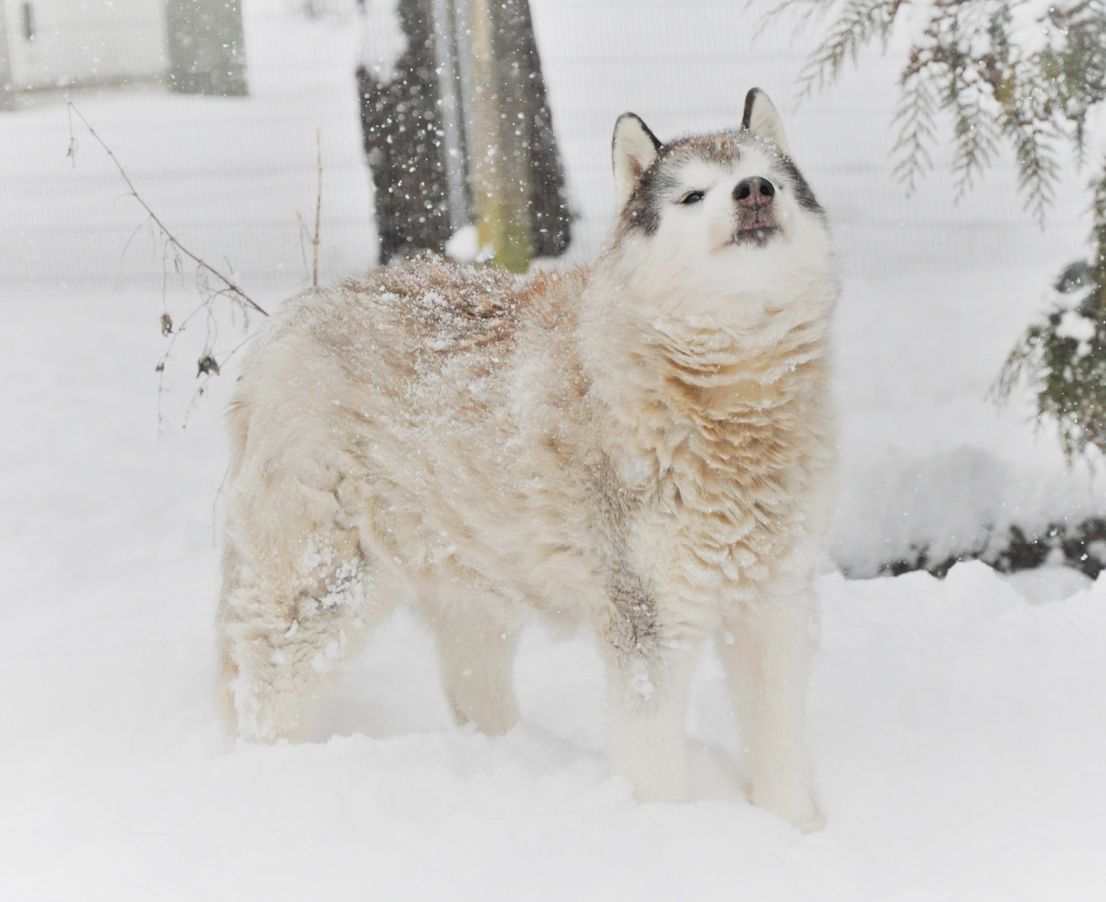 Husky im Schnee