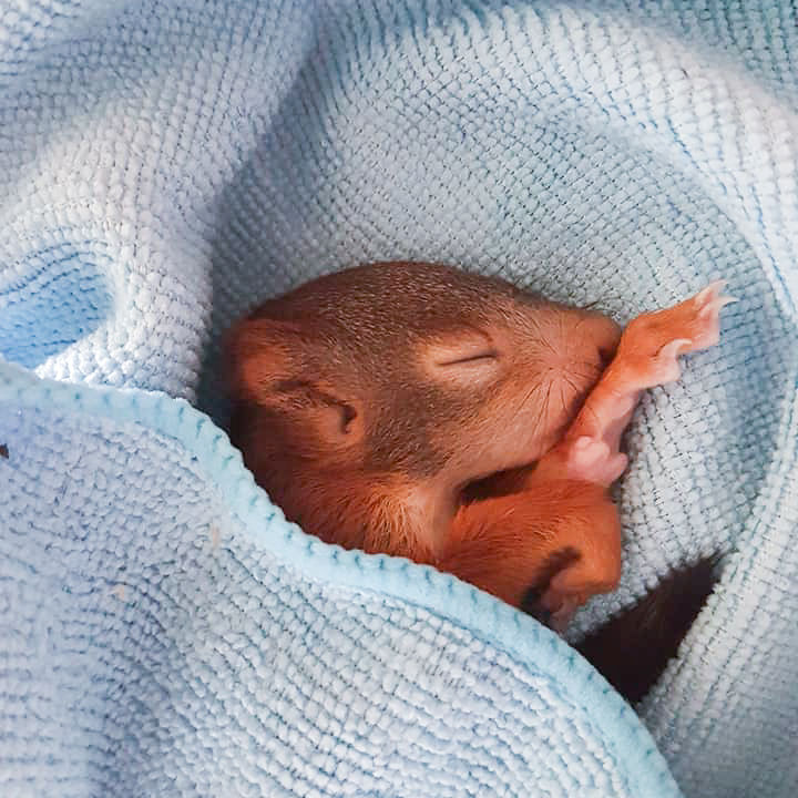 gerettetes Eichhörnchen Baby